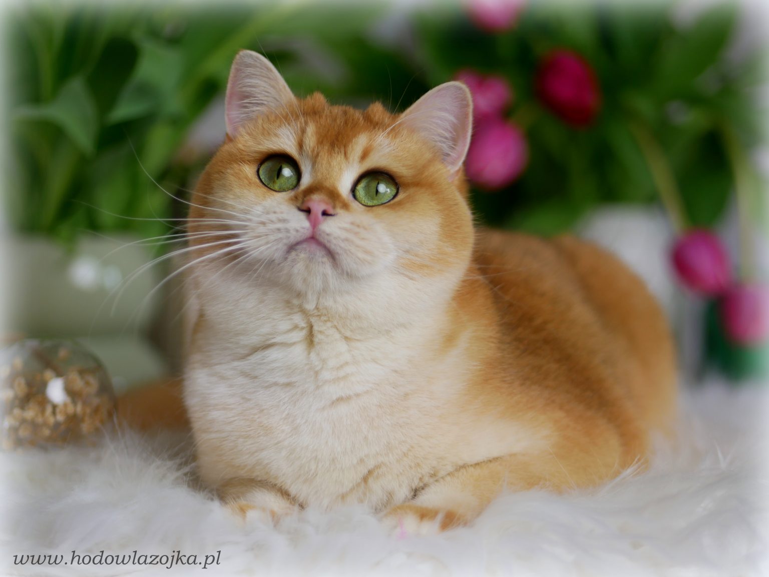 Cherry Honey Holiday*RU