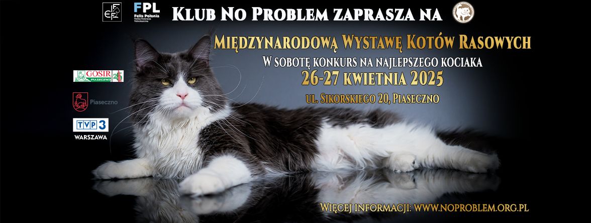 Wystawa kotów rasowych FIFE No Problem Wystawa kotów rasowych FIFE No Problem