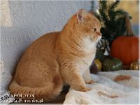 /napoleon