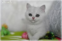 /sybilla