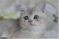 /rascal