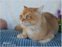 /diego