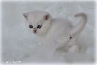 /ivory