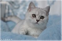 /otello
