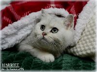 /harriet