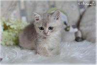 /rascal