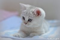 /gigi