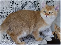 /napoleon