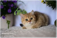 /hermiona