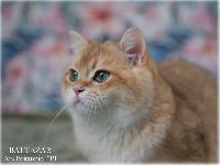 /baltazar