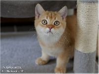 /napoleon