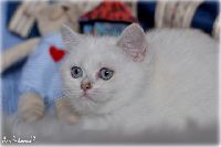 /opal