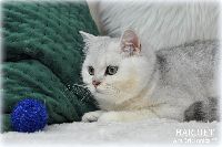 /harriet