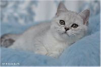 /otello