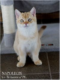 /napoleon