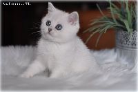 /ivory