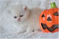 /harriet