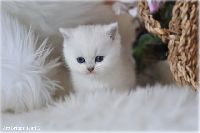 /oliwka