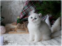 /aladin