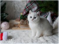/aladin