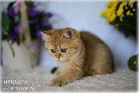 /hermiona