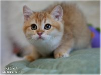 /paloma