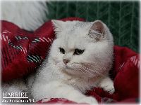 /harriet