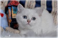 /opal