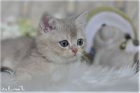 /rascal