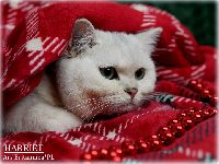 /harriet