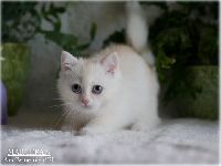 /marcepan
