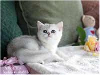 /migotka