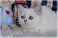 /opal