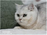 /harriet