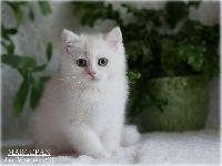 /marcepan
