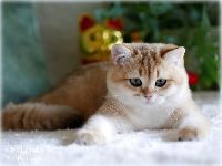 /paloma