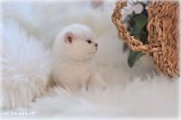 /palmer