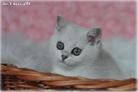 /ivory