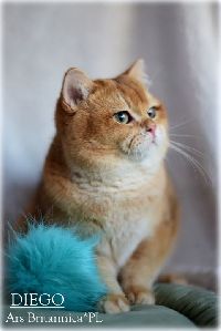/diego