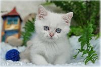 /bluebell