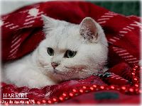 /harriet