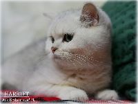 /harriet