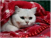 /harriet