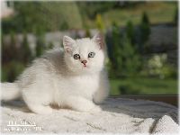 /telimena