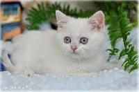/bluebell