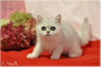 /sybilla
