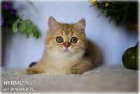 /hermiona
