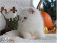 /albus