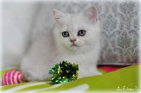 /sybilla