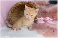 /tilda